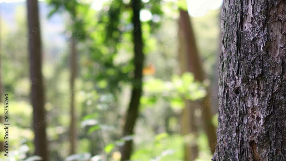 a tree bark lush forest background 4k 30fps video a tree bark lush forest background 4k 30fps video