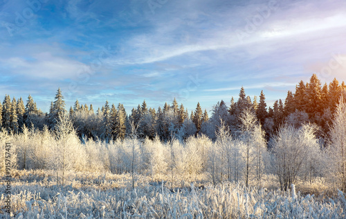 Wallpaper Mural Trees covered in snow and frost. Beautiful winter landscape at sunset. Karelia. Torontodigital.ca