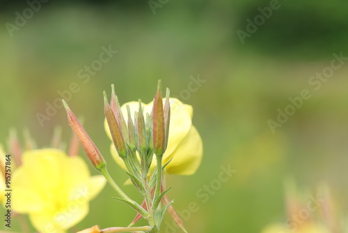 buds of an Evening Primose, yellow Primose, large buds of a yellow flower photo