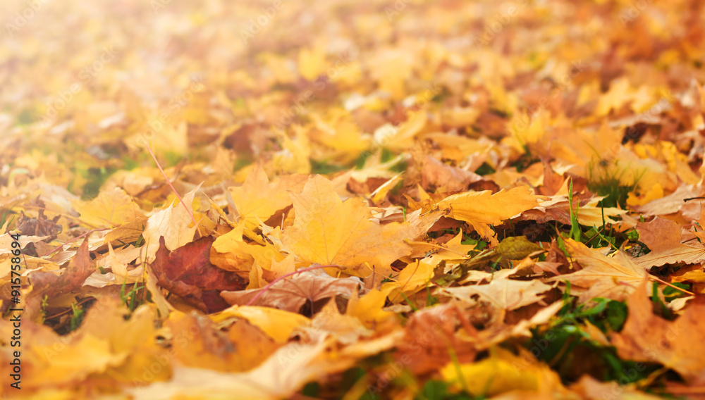 Autumn park. Defocused view of autumnal park with yellow, orange and red beautiful autumn leaves in beautiful fall park. Golden sunset and bokeh background. Back to school concept. Empty background. Autumn park. Defocused view of autumnal park with yellow, orange and red beautiful autumn leaves in beautiful fall park. Golden sunset and bokeh background. Back to school concept. Empty background.