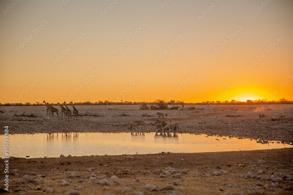 Animals at waterhole at sunset in Etosha National Park Animals at waterhole at sunset in Etosha National Park