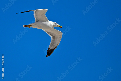 Mittelmeermöwe // Yellow-legged gull (Larus michahellis) - Greece photo