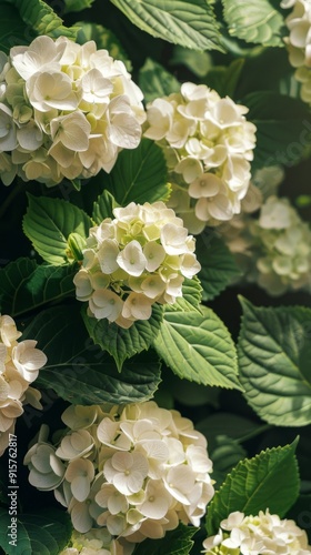 Close-Up of Lush Green and White Hydrangeas in Bloom with Dewy Fresh Leaves.