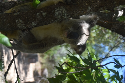 Canvas Print An adorable cute and fluffy koala bear in the wild yawning, sleeping and winking