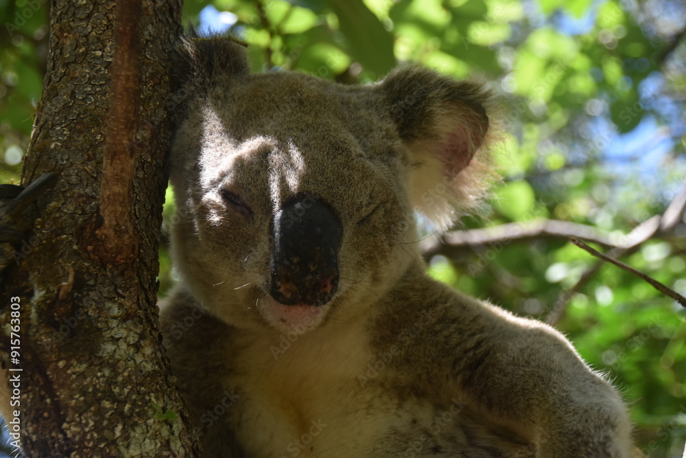 Fototapeta premium An adorable cute and fluffy koala bear in the wild yawning, sleeping and winking from a tree on Magnetic Island in Australia