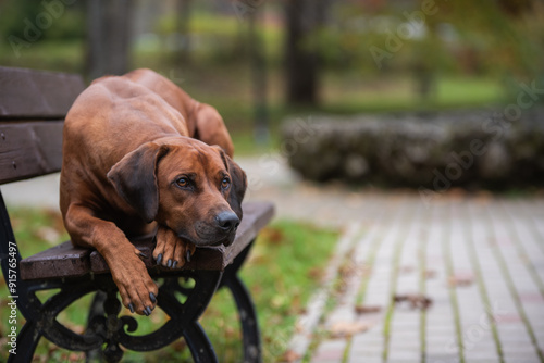 Fotografía Rhodesian ridgeback male in the garden