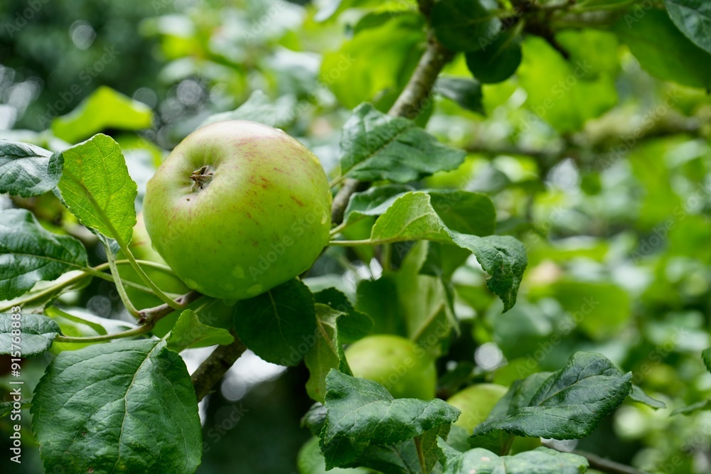 A Redstreak apple, a very old variety of cider apple formerly commonly planted in England and said to have first appeared in the early 17th century. A Redstreak apple, a very old variety of cider apple formerly commonly planted in England and said to have first appeared in the early 17th century.