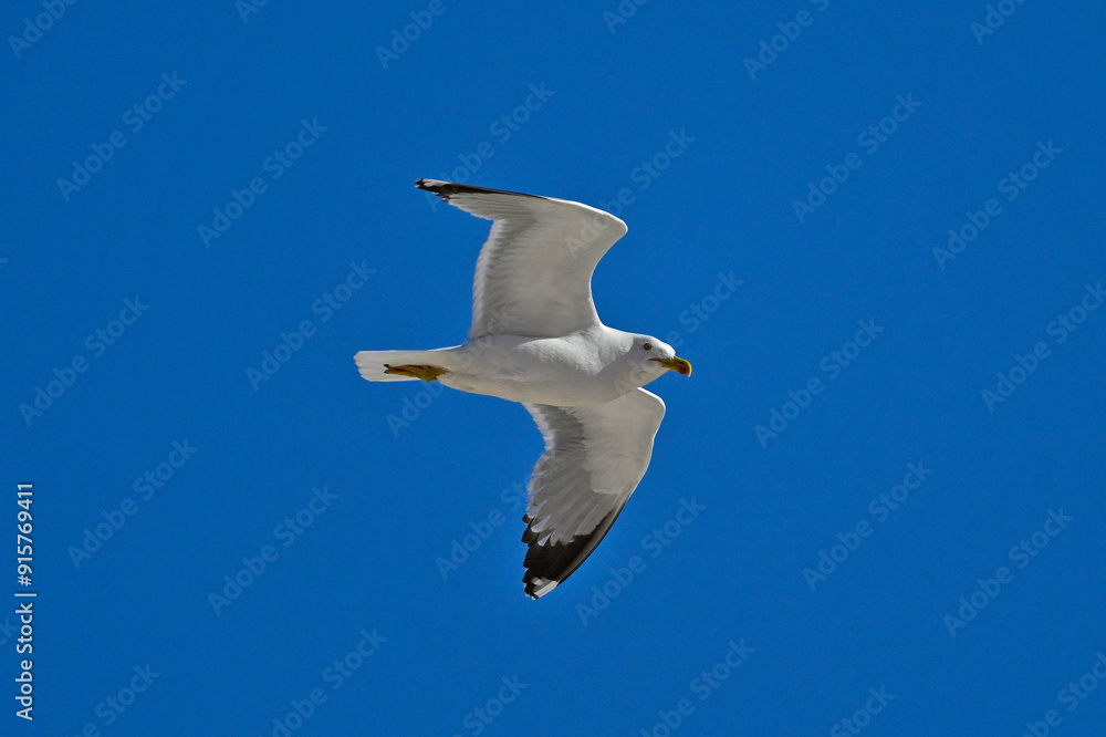 Mittelmeermöwe // Yellow-legged gull (Larus michahellis) Mittelmeermöwe // Yellow-legged gull (Larus michahellis)