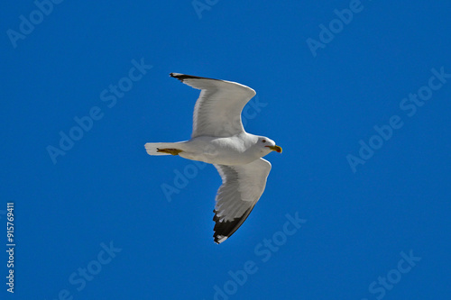 Mittelmeermöwe // Yellow-legged gull (Larus michahellis) photo