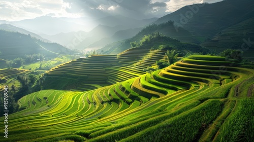 Green rice terraces. Fields of crops prepared for harvest. Beautiful natural landscape
