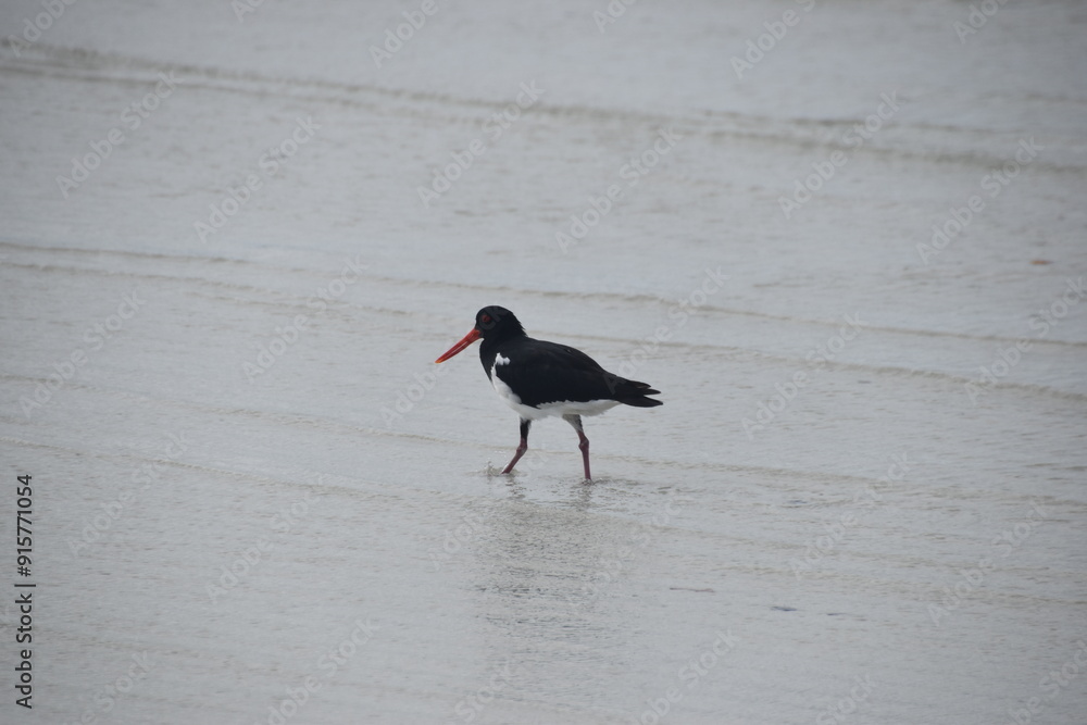 Black seabirds on whitsundays 