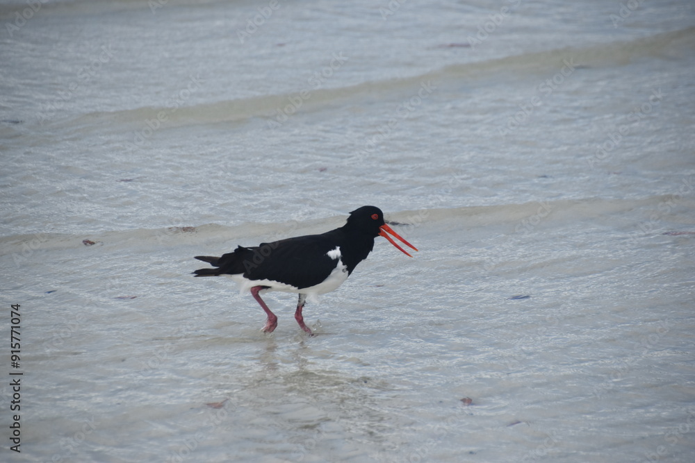 Black seabirds on whitsundays 