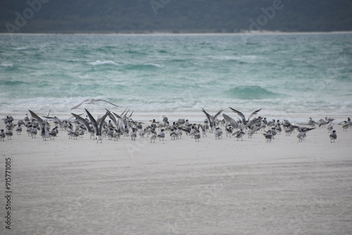 Thousands of sea birds on the beach on the Whitsunday Islands photo