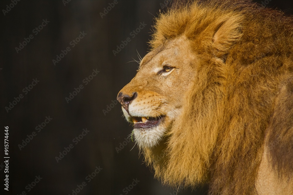 Fototapeta premium Lions, known as the kings of the earth in the wild, look scary with their large heads. This lion in the Kalahari desert looks scary with its majesty.