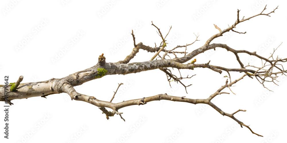 Bare tree branch with moss and lichen detail, transparent background Bare tree branch with moss and lichen detail, transparent background