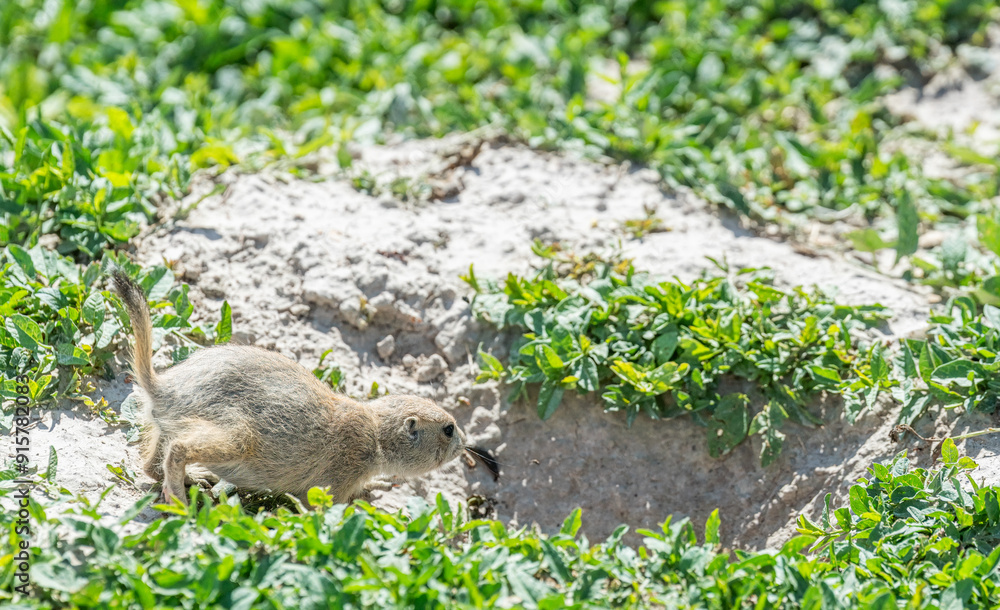 Badlands South Dakota Prairie Dog running into a burrow Badlands South Dakota Prairie Dog running into a burrow