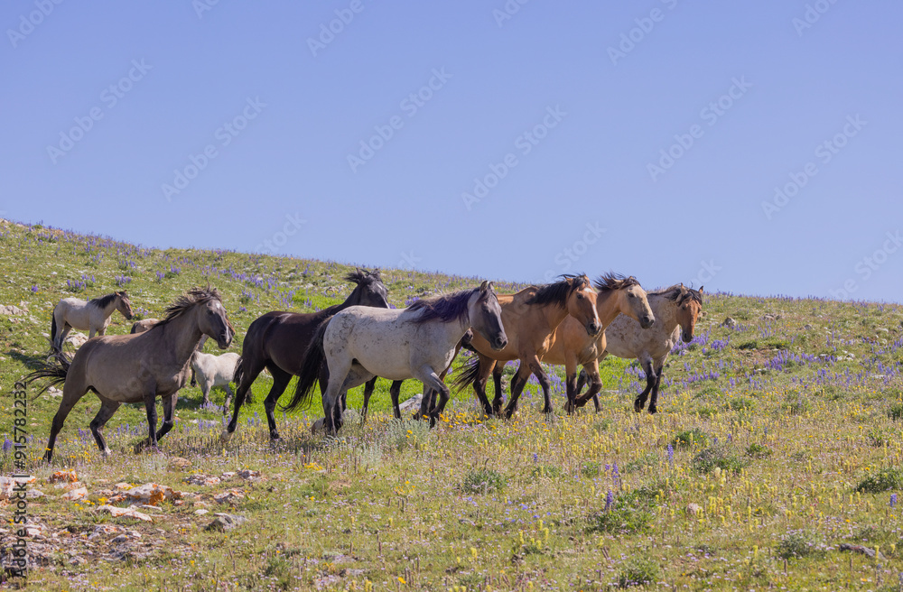 Fototapeta premium Wild Horses in Summer in the Pryor Mountains of Montana