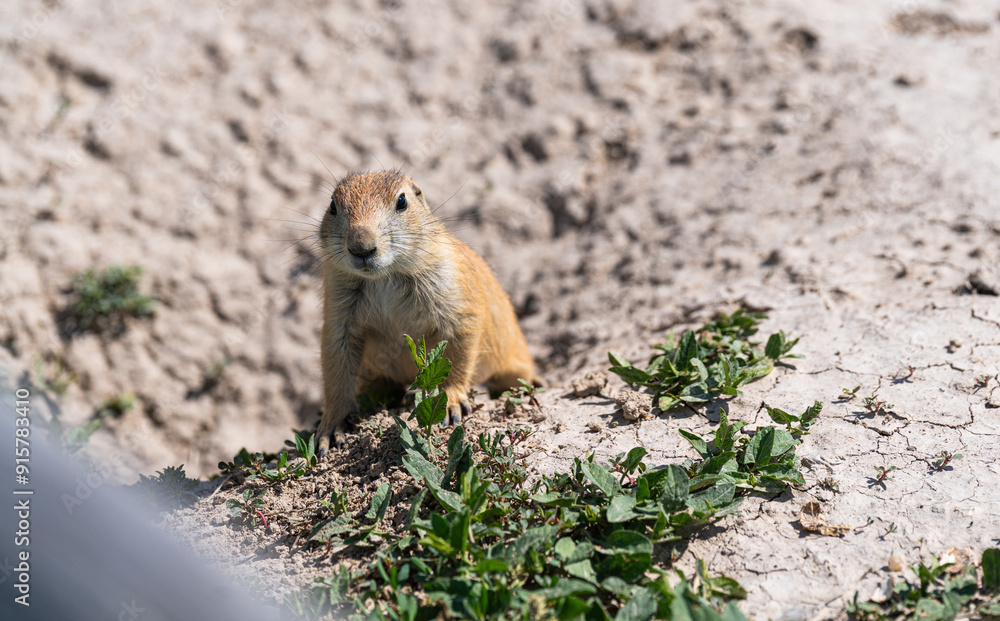 Badlands South Dakota Prairie Dog close up in the dirt looking around Badlands South Dakota Prairie Dog close up in the dirt looking around
