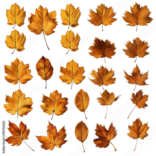 Set of autumn leaves in different autumn shapes and sizes, isolated, on white or transparent background. Graphical resources for projects of autumn design, for use in autumn seasonal advertisements 