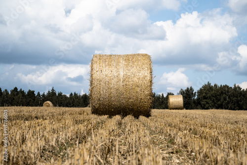 A golden hay bale in a harvested field in sunlight with numerous bales scattered on the field in the background. 