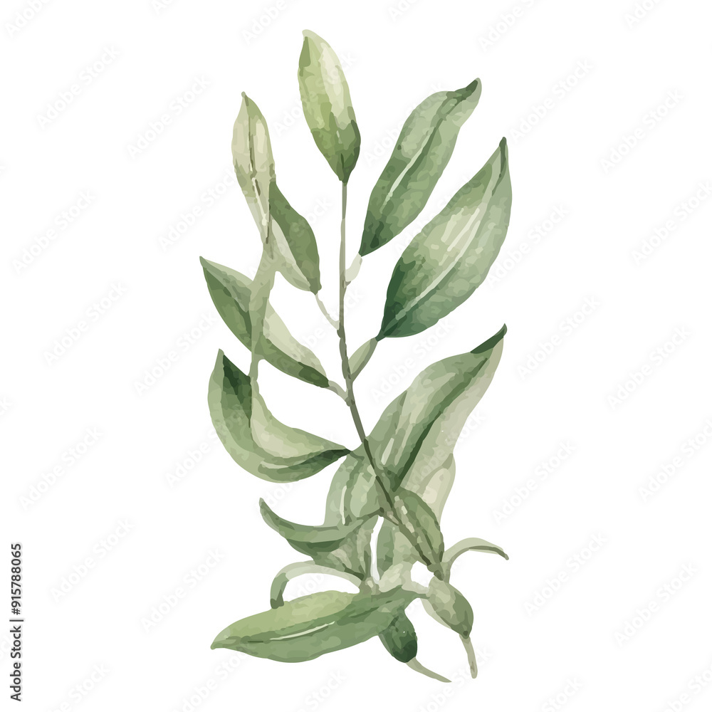 Watercolor illustration of green leaves branch. Watercolor illustration of green leaves branch.