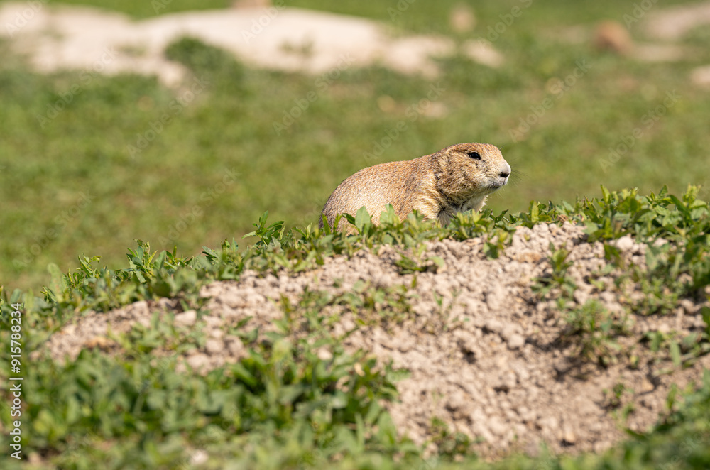 Fototapeta premium Badlands South Dakota Prairie Dog over burrow looking alert