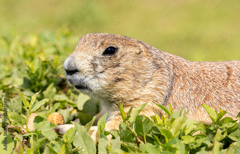 South Dakota Badlands Prairie Dog close up profile macro with peanut shell in hand South Dakota Badlands Prairie Dog close up profile macro with peanut shell in hand