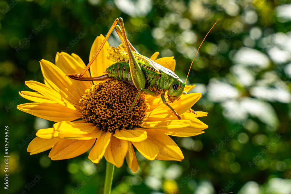 Green grasshopper on a yellow flower.  Large grasshopper. 