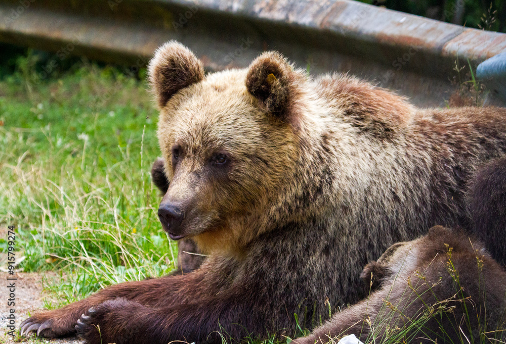 Fototapeta premium Wild bears on a road in Romania