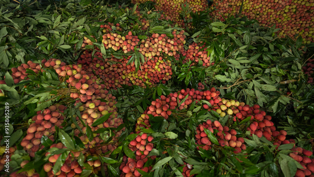 Freshly picked ripe lychees, ready for sale at the market. Vibrant colors and juicy sweetness of this tropical delight, straight from the orchard to your table. Lychee, Litchi, Lichee, fruit Freshly picked ripe lychees, ready for sale at the market. Vibrant colors and juicy sweetness of this tropical delight, straight from the orchard to your table. Lychee, Litchi, Lichee, fruit