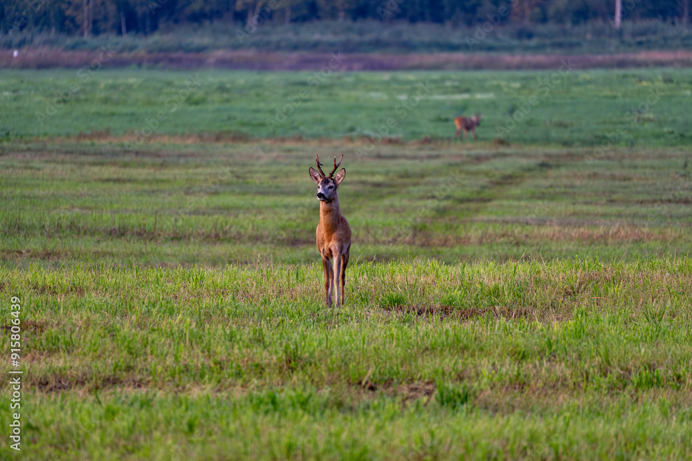 Capreolus capreolus roe deer wildlife. Capreolus capreolus roe deer wildlife.