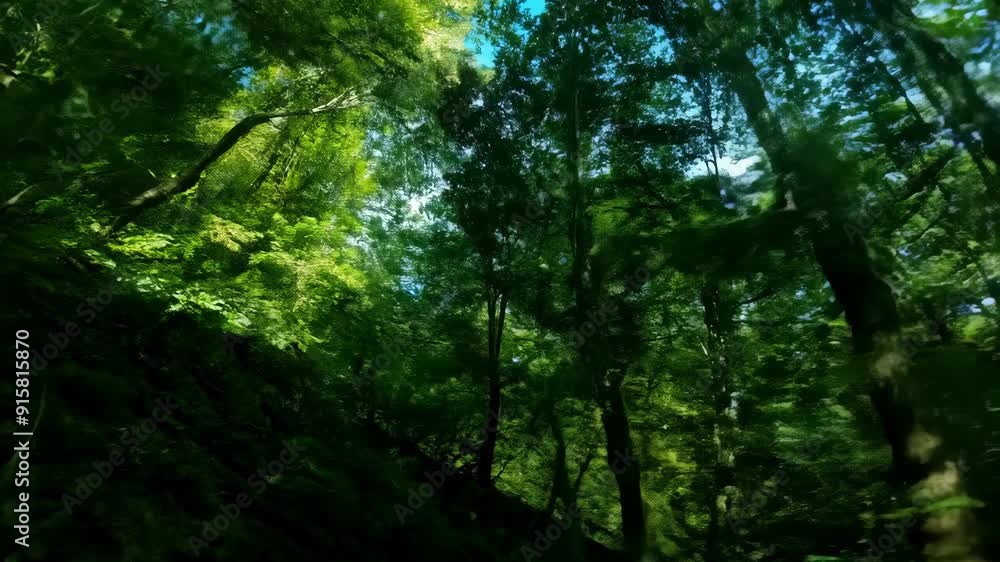 Flight Through Dense Forest Canopy Flight Through Dense Forest Canopy