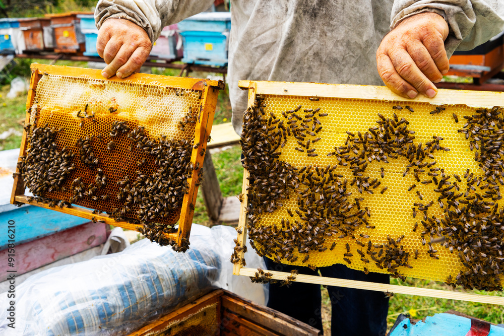Rural beekeepers who collect honey from beehives. Rural beekeepers who collect honey from beehives.