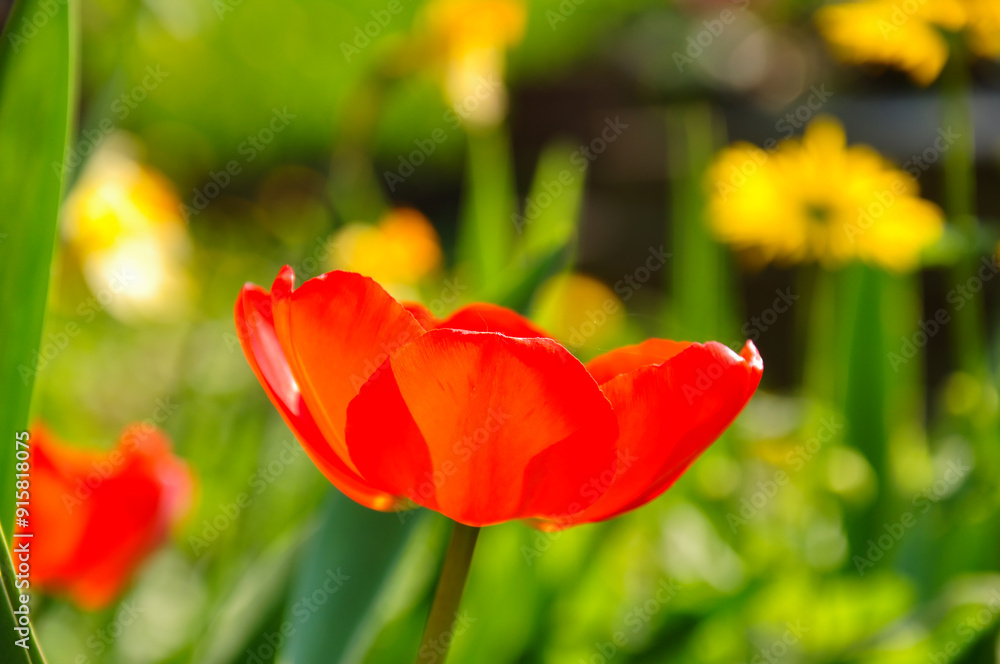 Obraz premium Tulip.