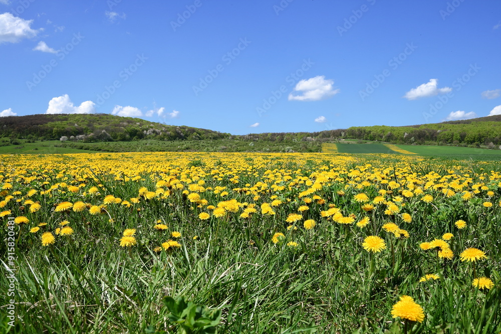Fototapeta premium Flowery field.