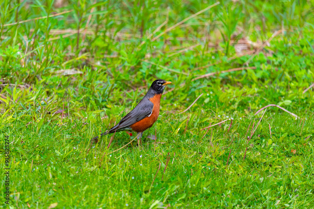 The American robin (Turdus migratorius) looking for food in the park. The American robin is the most abundant bird in North America The American robin (Turdus migratorius) looking for food in the park. The American robin is the most abundant bird in North America