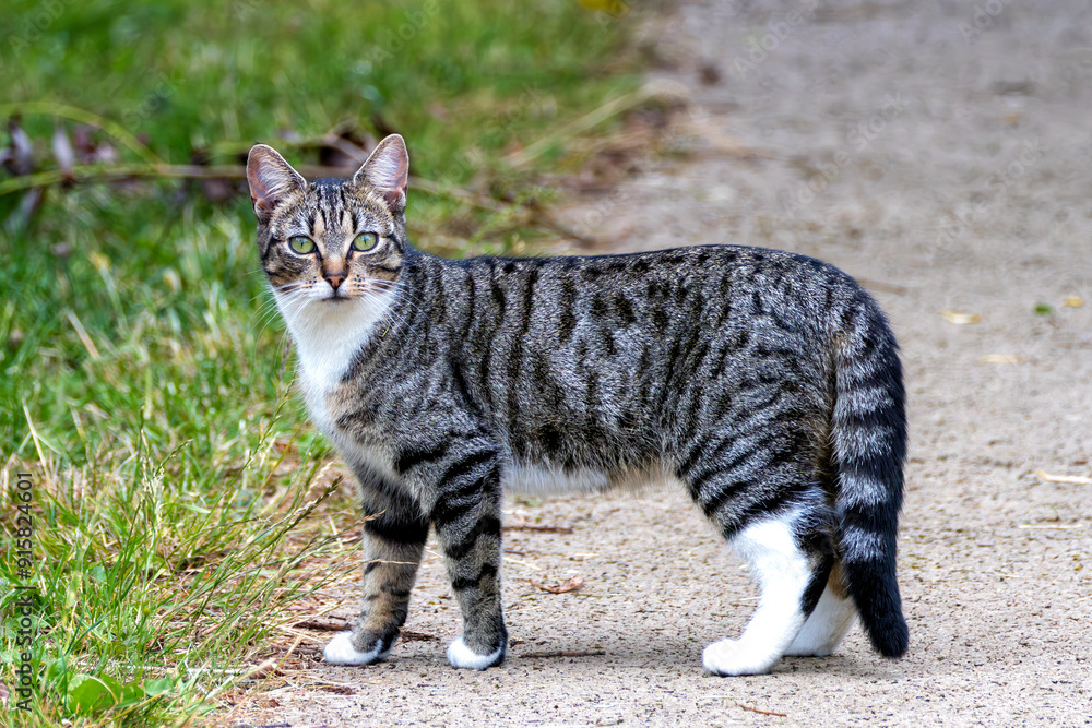 Tabby Cat (Felis catus) in Urban and Suburban Environments Worldwide Tabby Cat (Felis catus) in Urban and Suburban Environments Worldwide