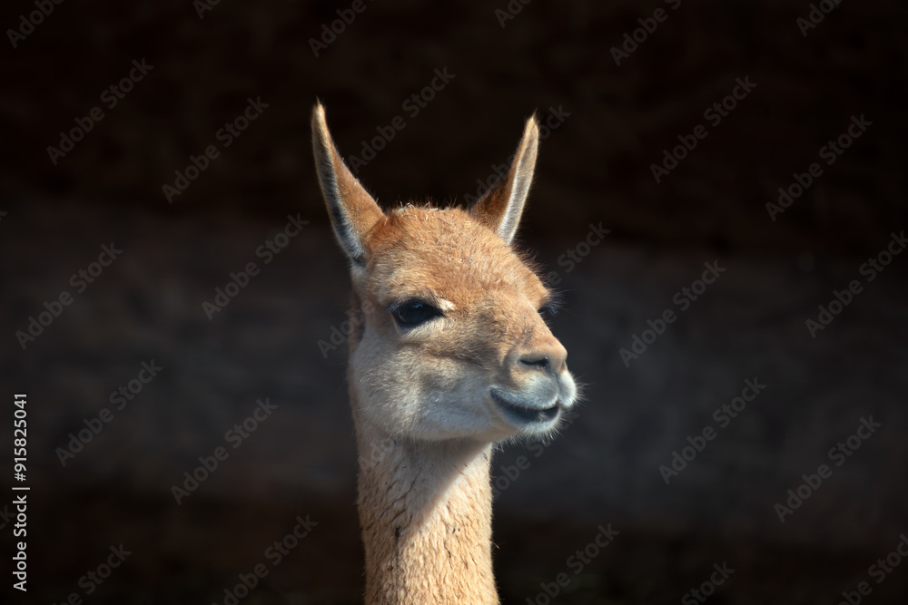 Vicuna (Vicugna vicugna) in the Andean Highlands of South America Vicuna (Vicugna vicugna) in the Andean Highlands of South America