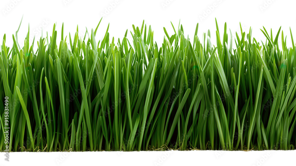 Fototapeta premium tall lawn grass, isolated on transparent background, png