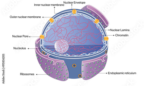 Detailed Structure of Nucleus: Vector Illustration of Nuclear Components and Cellular Function for Educational and Scientific Use on White Background