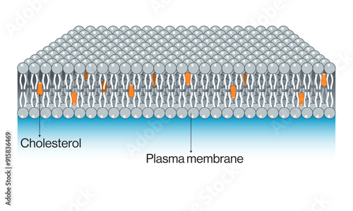 Cholesterol in Plasma Membrane: Detailed Vector Illustration of Membrane Structure and Cholesterol Distribution for Cell Biology and Biochemistry Research