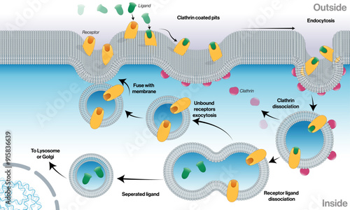 Receptor-Mediated Endocytosis: Detailed Vector Illustration of Cellular Uptake Mechanism and Molecular Interactions on White Background