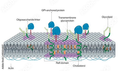 Detailed Structure of Lipid Rafts: Vector Illustration of Membrane Microdomains and Their Role in Cellular Function on White Background