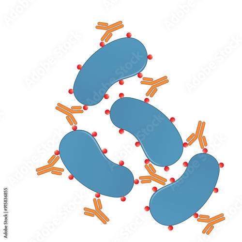 Agglutination Mechanism: Detailed Vector Illustration of Cellular Agglutination Processes and Immunological Reactions on White Background