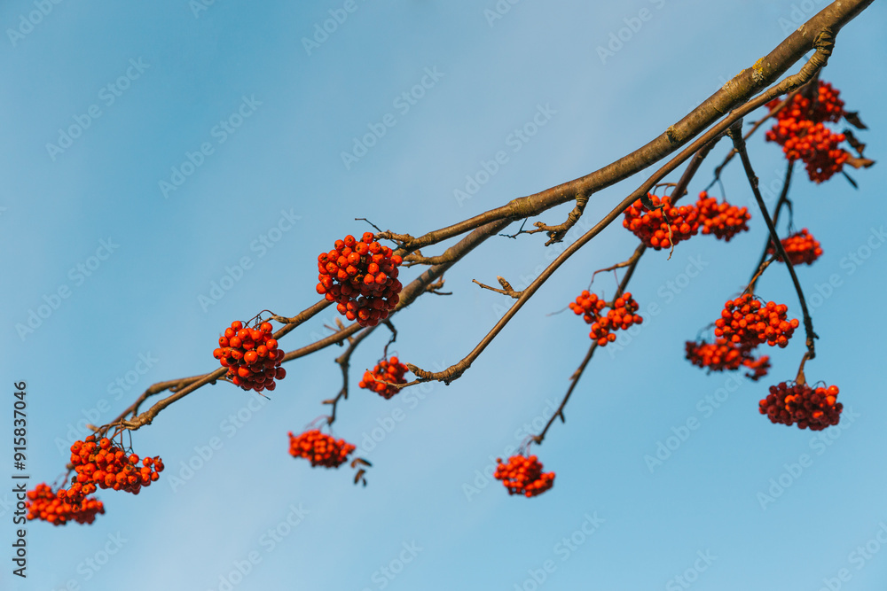 red rowan berries on blue sky background red rowan berries on blue sky background