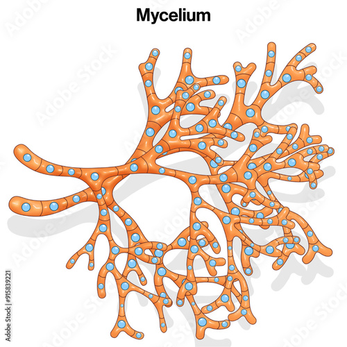 Detailed Structure of Mycelium: Scientific Illustration of Fungal Network and Hyphal Structure for Mycology Research and Education on White Background