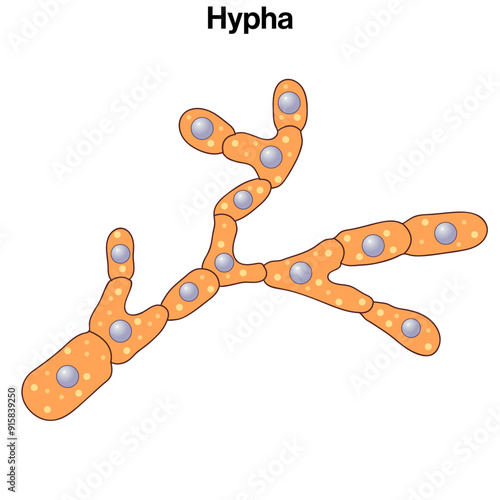 Detailed Structure of Hypha: Comprehensive Vector Illustration for Mycology, Fungal Biology, and Educational Resources on White Background