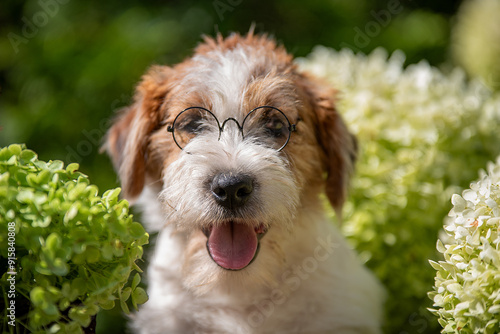 Jack Russell puppy in glasses