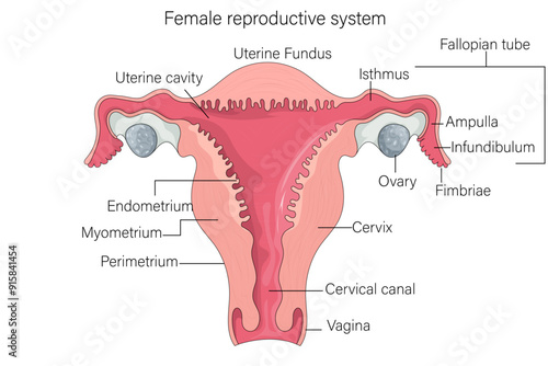 Detailed Structure of Female Reproductive System: Comprehensive Vector Illustration for Medical Education, Anatomy, and Health Science on White Background