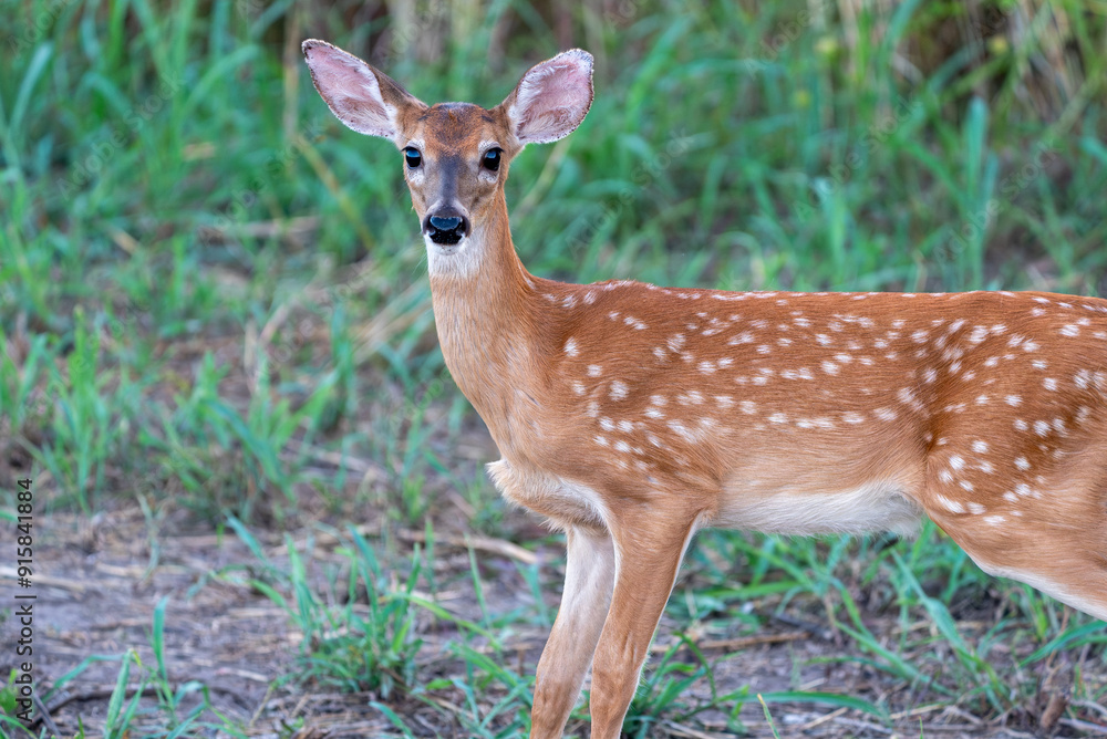 deer in the woods deer in the woods